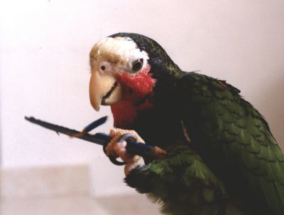 Kotora - our parrot